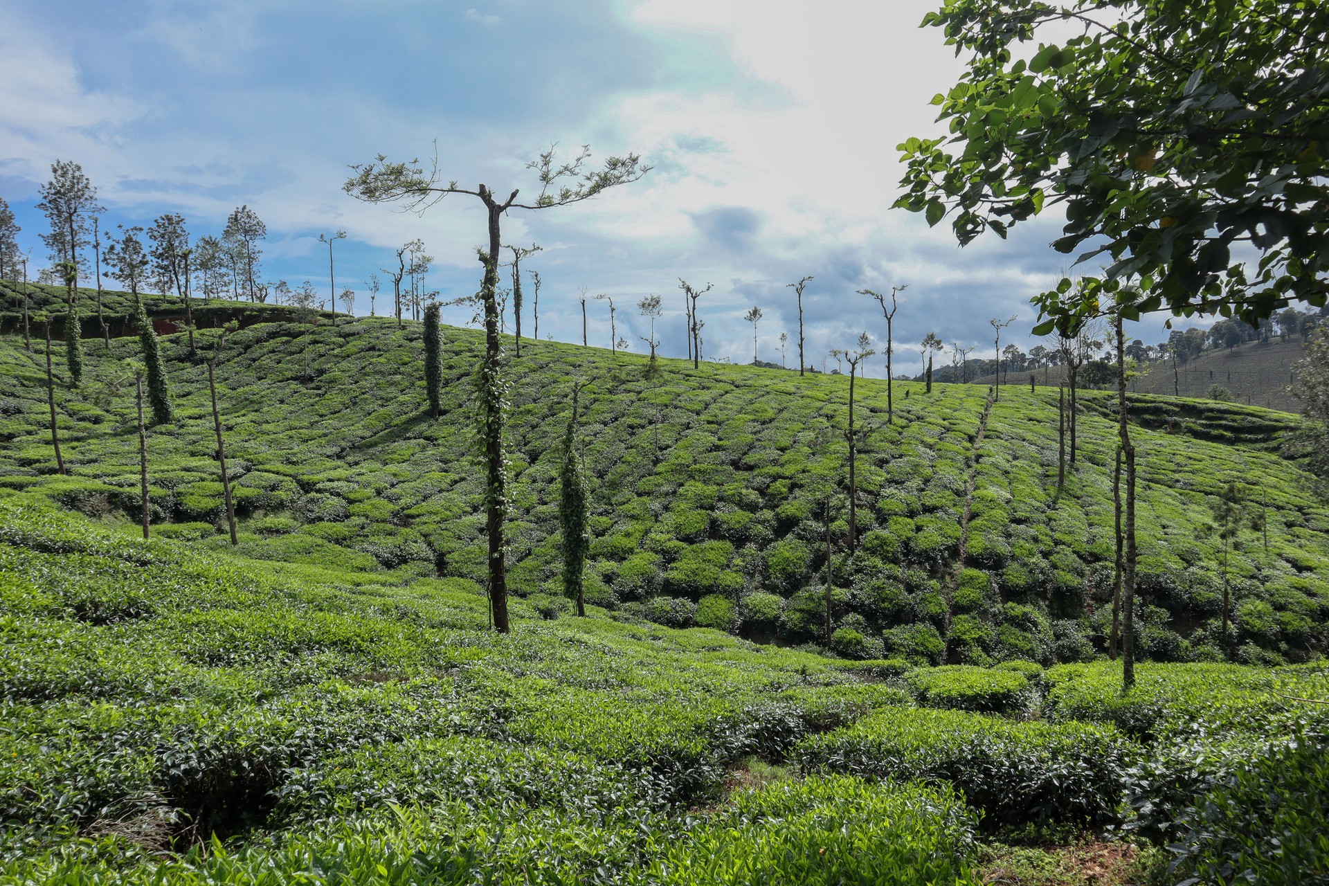A Dramatic view of a beautifully landscaped Tea Plantation in the Western Ghats of Coorg hill station in India.