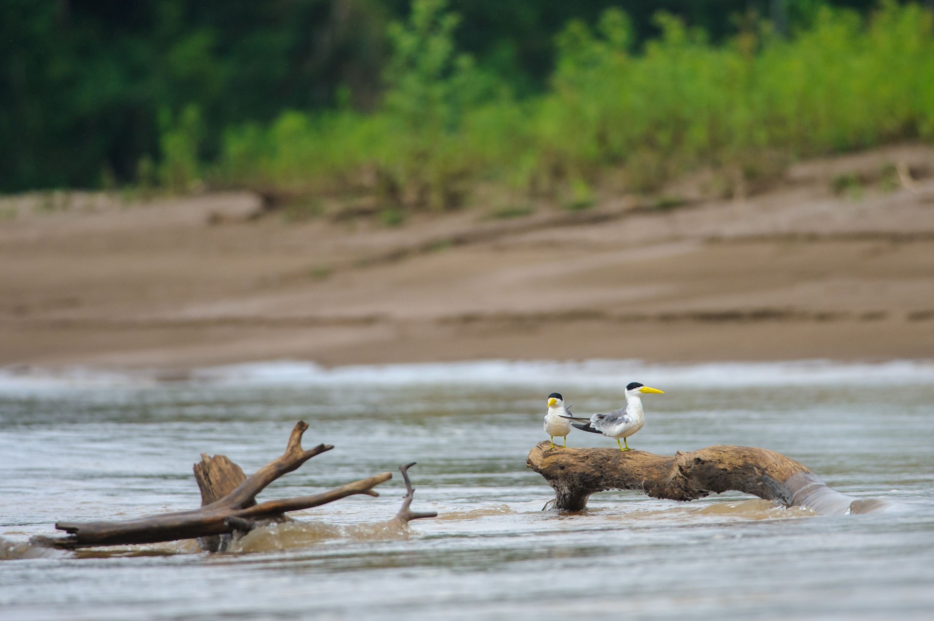 Large-billed Terns - Phaetusa simplex on a river in Manu national park, Peru