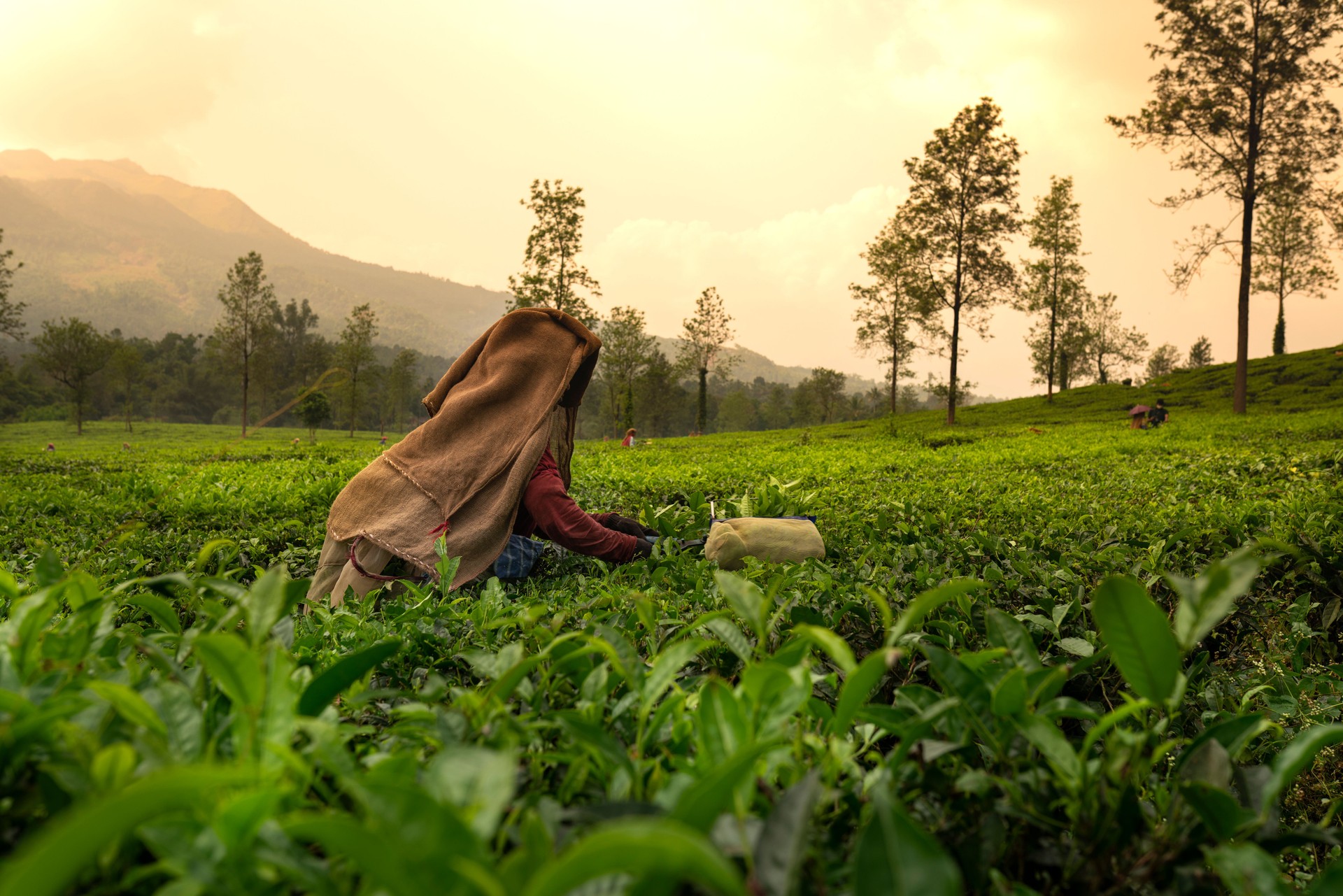 Worker picking tea leaves in tea plantation