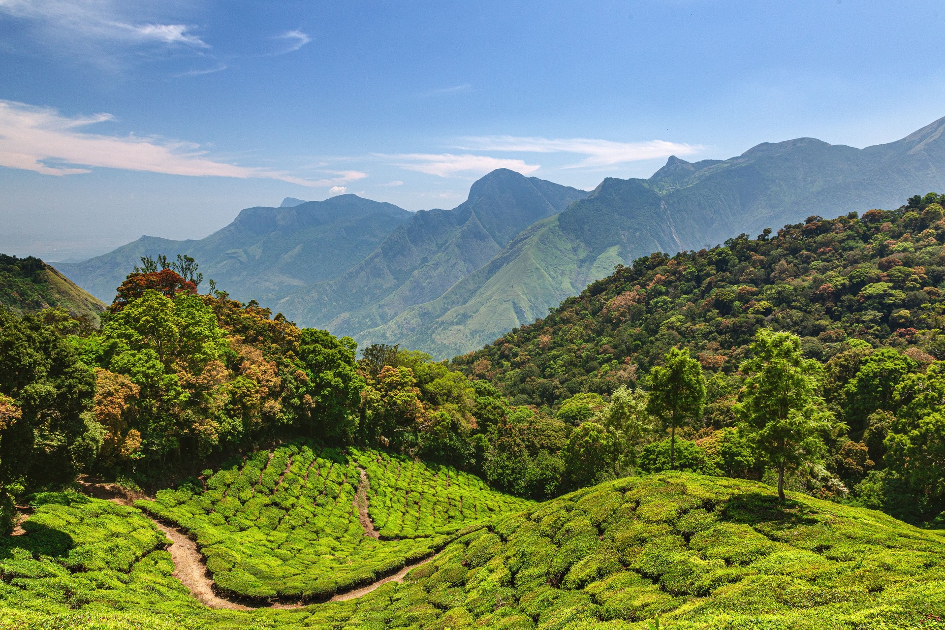Agricultural Landscape with Tea Fields and Mountain Scenery in Rural Kerala, India