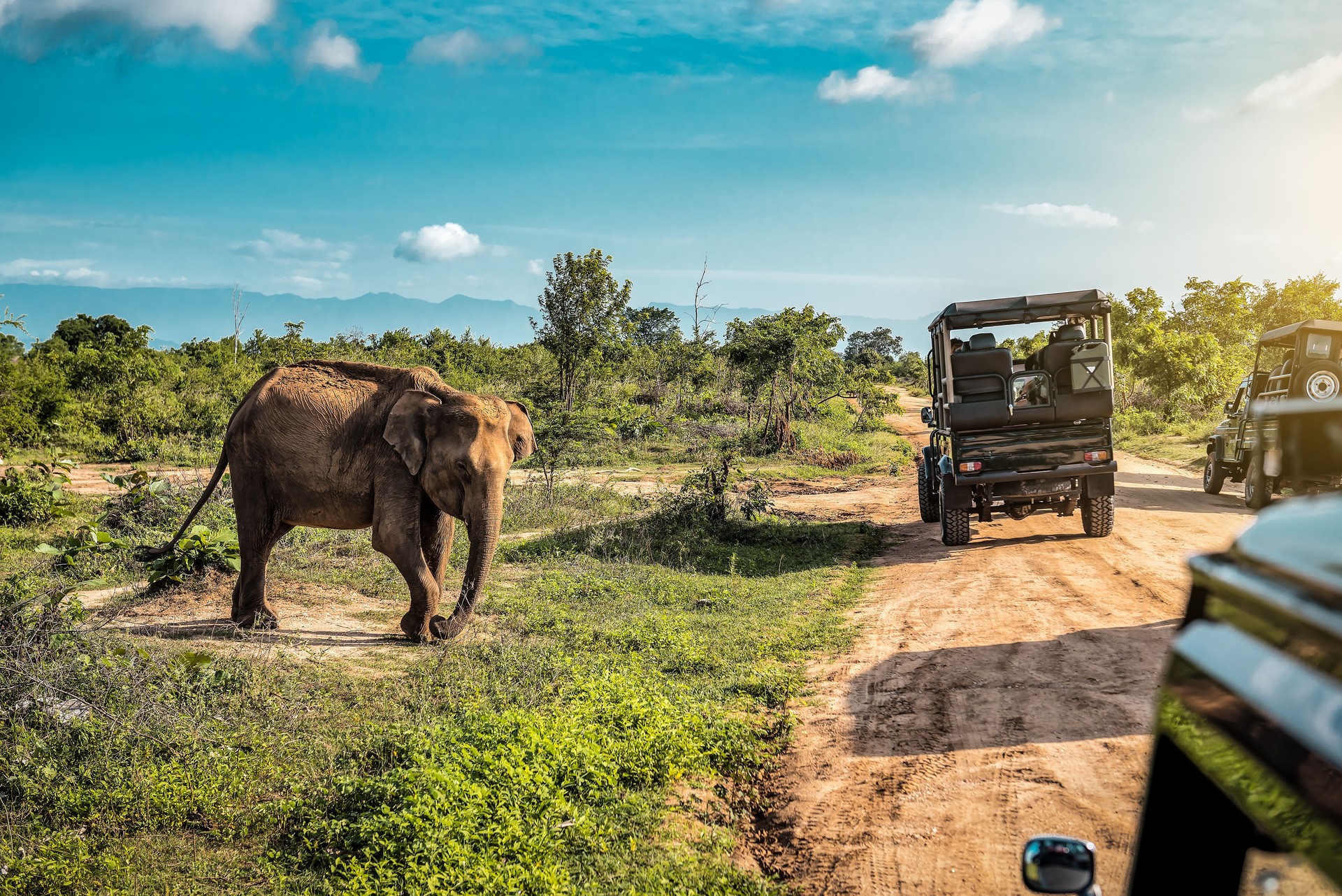 Live cute elephant on safari tour. Udawalawe Sri Lanka