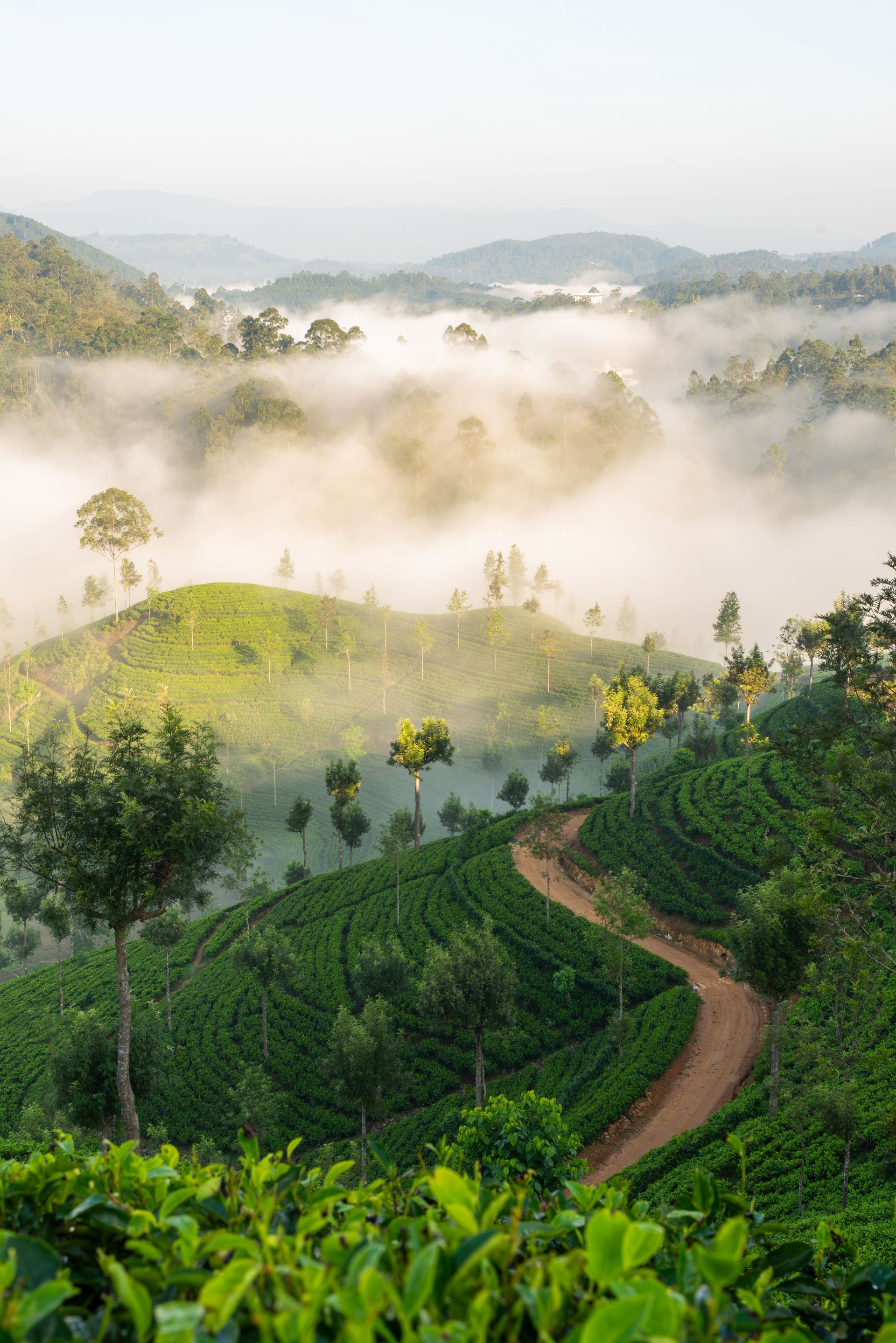 Tea Estate in the morning mist, Hapatule, Southern Highlands, Sri Lanka