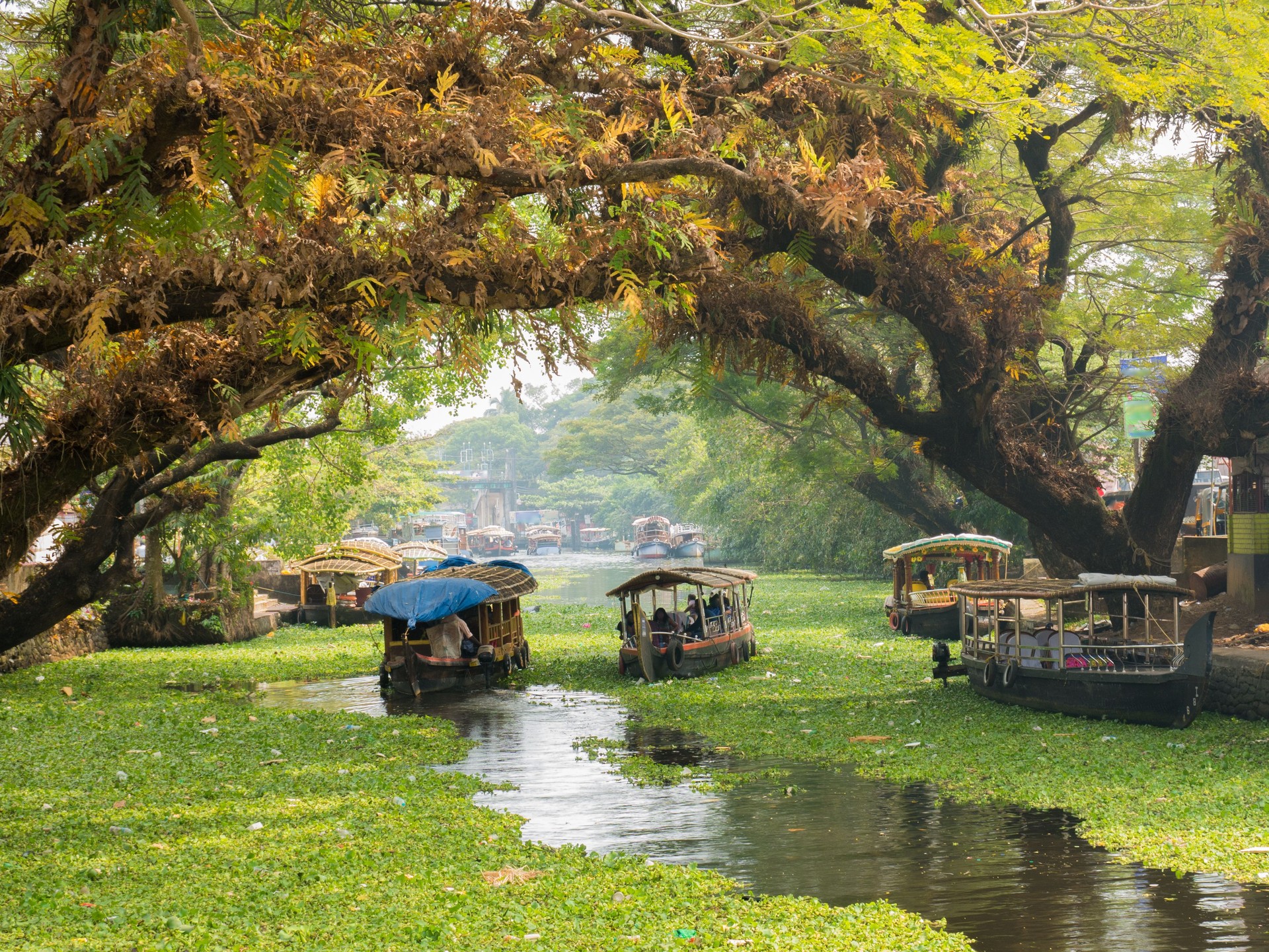 Houseboats on the backwaters of Kerala in Alappuzha (Alleppey)
