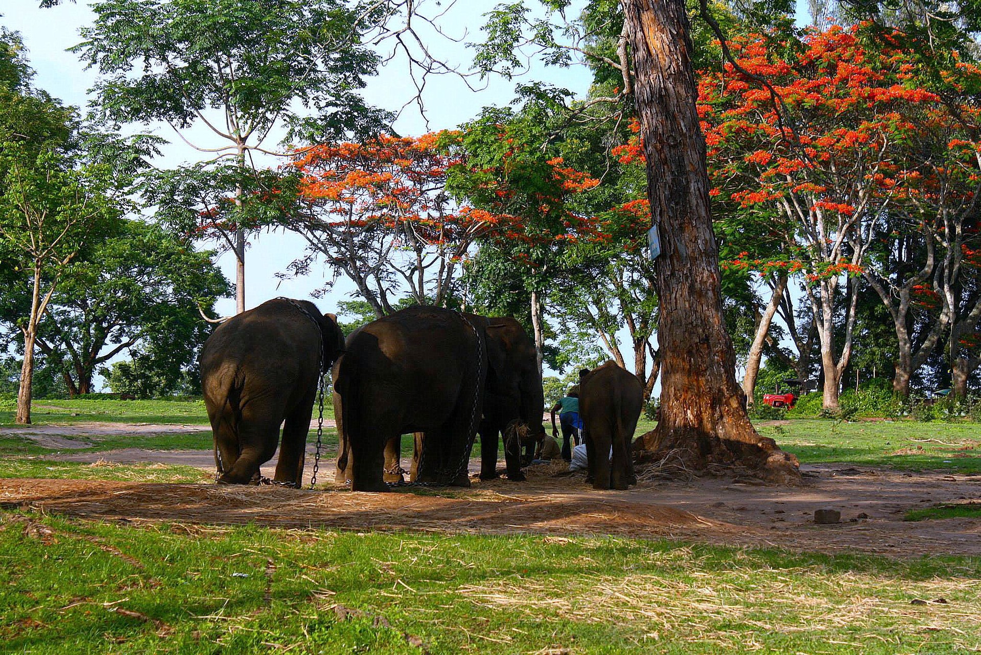 Dubare elephant camp in the beautiful forests at Coorg  India